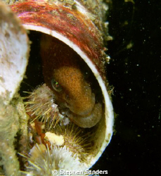 "friend"wolf eel in a pvc structure called the  geodome t... by Stephen Sanders 